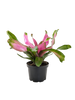 Bromeliad Donna | Pink Flowering Tropical Plant | House Plant Shop