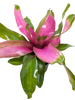 Bromeliad Donna | Pink Flowering Tropical Plant | House Plant Shop