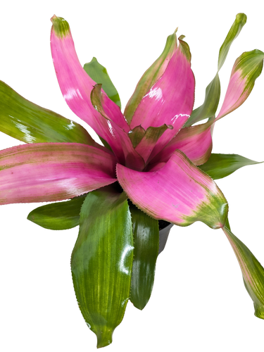 Bromeliad Donna | Pink Flowering Tropical Plant | House Plant Shop