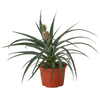 Bromeliad 'Yellow Pineapple' - 6 Pot