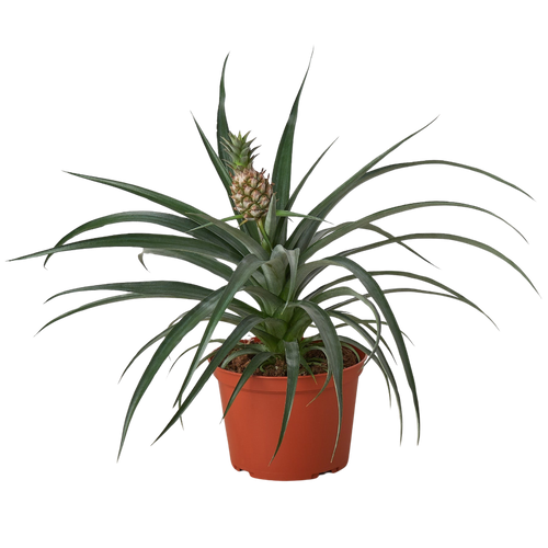 Bromeliad 'Yellow Pineapple' - 6 Pot