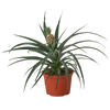 Bromeliad 'Yellow Pineapple' - 6 Pot