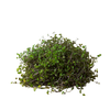 Calasia Repens