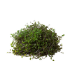 Calasia Repens