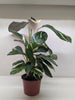 Calathea Princess Dalya | Pink & Purple Prayer Plant | House Plant Shop