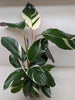 Calathea Princess Dalya | Pink & Purple Prayer Plant | House Plant Shop