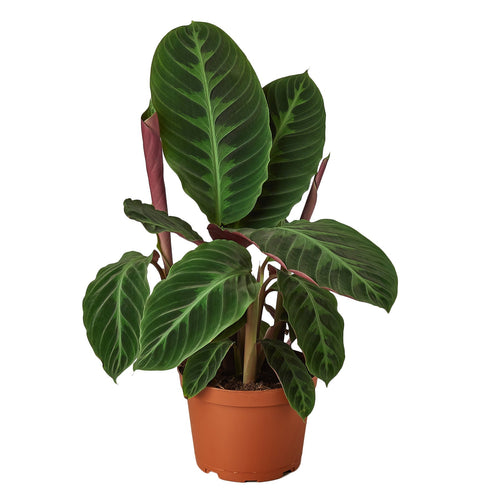 Calathea 'Warscewiczii' - 6 Pot