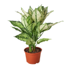 Chinese Evergreen 'First Diamond'