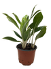 Chinese Evergreen Snow Cap | Low-Light Silver Foliage Plant | House Plant Shop