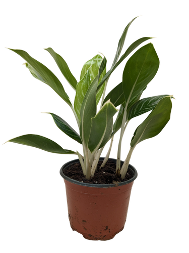 Chinese Evergreen Snow Cap | Low-Light Silver Foliage Plant | House Plant Shop