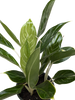 Chinese Evergreen Snow Cap | Low-Light Silver Foliage Plant | House Plant Shop