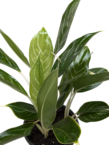 Chinese Evergreen Snow Cap | Low-Light Silver Foliage Plant | House Plant Shop