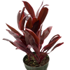 Cordyline 'Calypso Queen'