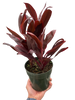 Cordyline 'Calypso Queen'