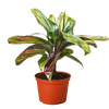 Cordyline Willies Gold
