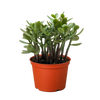 Succulent Crassula 'Jade'