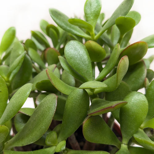Succulent Crassula 'Jade'