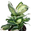 Dieffenbachia 'Cool Beauty'