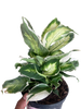 Dieffenbachia 'Cool Beauty'