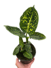 Dieffenbachia 'Reflector'