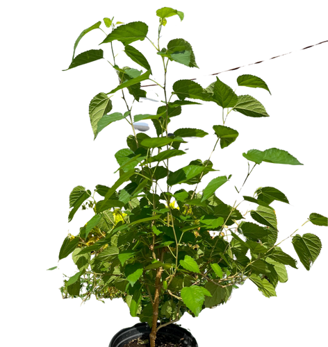 ED Mulberry