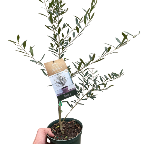 Common Olive Tree (Olea europaea)