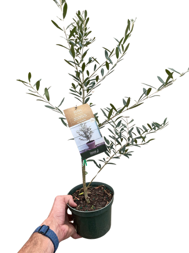 Common Olive Tree (Olea europaea)