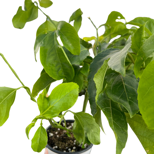 ED Passion Fruit