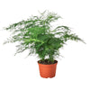 Fern Asparagus 'Plumosa'