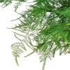 Fern Asparagus 'Plumosa'