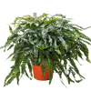 Fern Rosy Maidenhair
