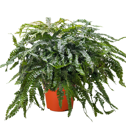 Fern Rosy Maidenhair