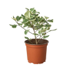 Ficus Elastica 'Triangularis' Variegated