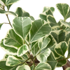 Ficus Elastica 'Triangularis' Variegated