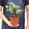 Ficus Elastica 'Triangularis' Variegated