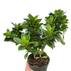Gardenia 'Bush'