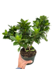 Gardenia 'Bush'