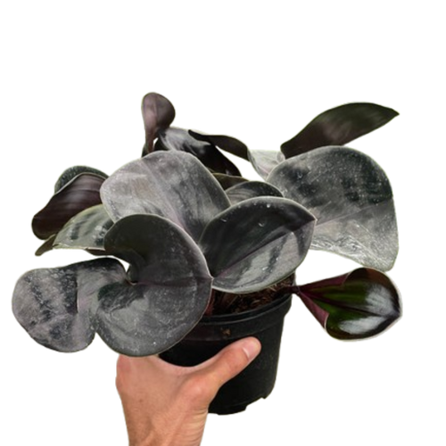 Geogenanthus 'Ciliatus' | Glossy Dark Foliage Tropical Plant | House Plant Shop