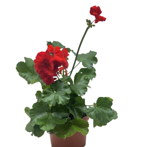 Geranium Red