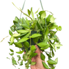 Hoya 'Burtoniae'