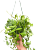 Hoya 'Burtoniae'
