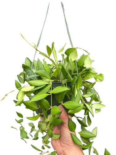 Hoya 'Burtoniae'