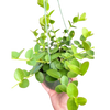 Hoya Cumingiana