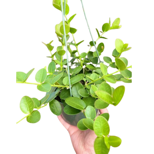 Hoya Cumingiana
