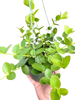 Hoya Cumingiana