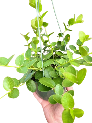 Hoya Cumingiana