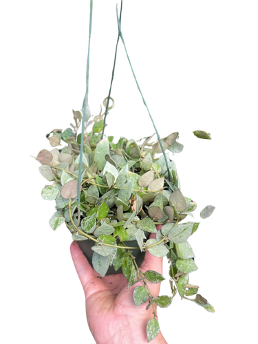 Hoya Krohiana 'Eskimo'