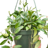 Hoya 'Lacunosa'