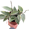 Hoya Macrophylla Variegated