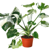 Monstera 'Thai Constellation'